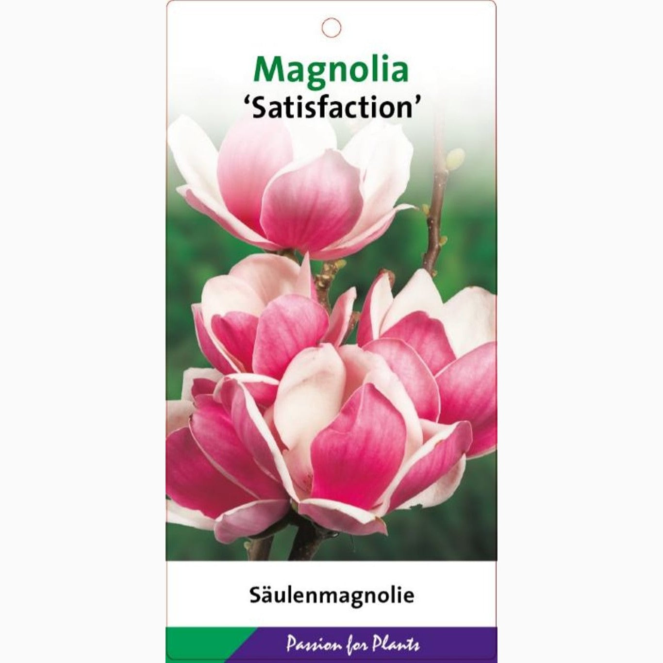 Magnolia – Magnolia soulangeana 'Satisfaction' - C7.5 60-80 CM